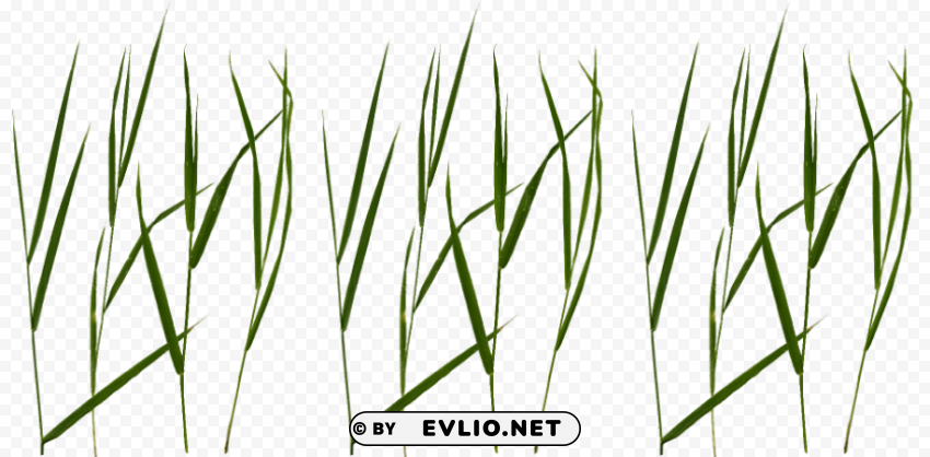 Grass Blade Texture Isolated Design Element On PNG