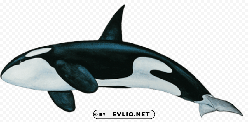 killer whale bottom PNG images for personal projects