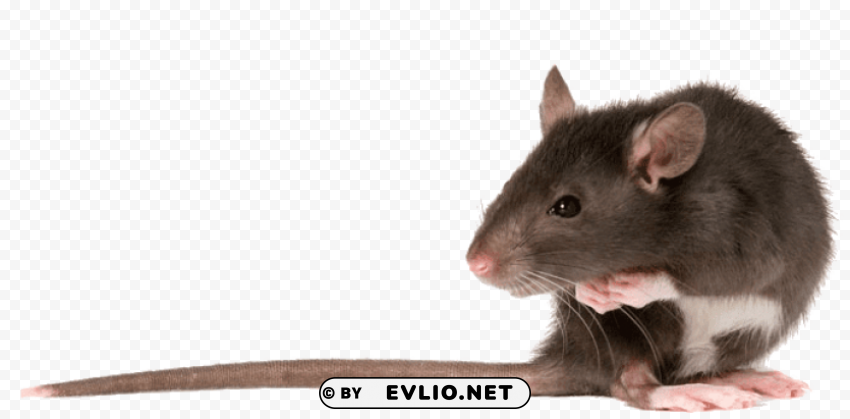 rat left Isolated Subject in HighResolution PNG