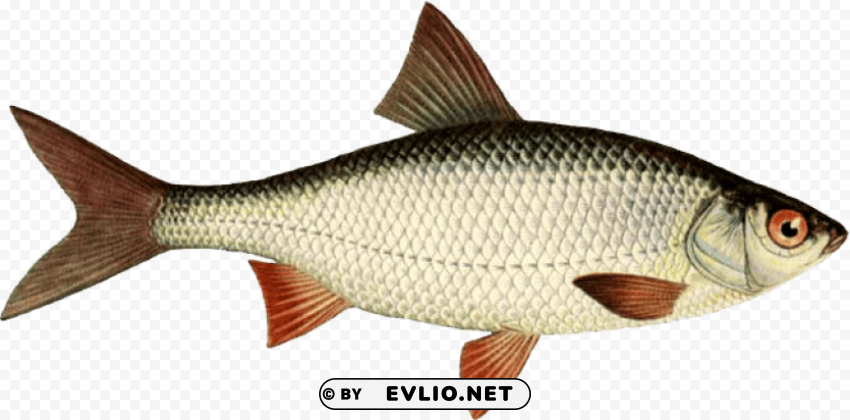 fish Transparent PNG Image Isolation