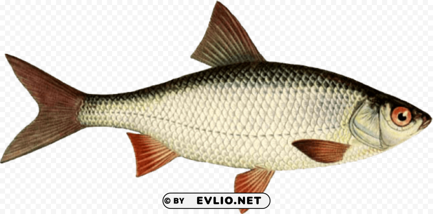 Fish Transparent PNG Image Isolation