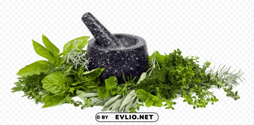 herb high quality Transparent PNG images for graphic design