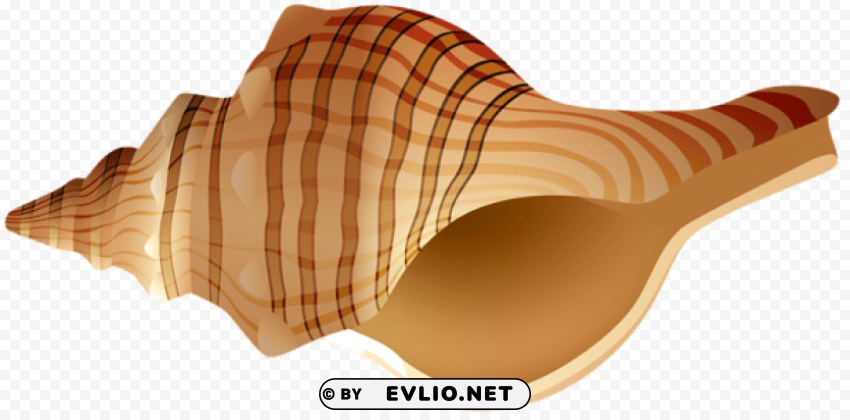 rapane shell Transparent PNG images free download