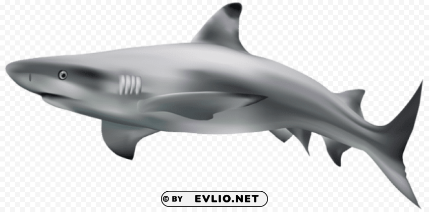 Shark Isolated Element In Clear Transparent PNG