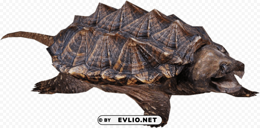 snapping turtle Isolated Character in Transparent PNG Format