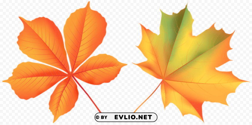 autumn leaves PNG images with cutout