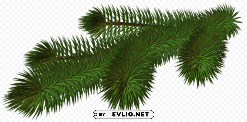transparent pine branch 3d Isolated Item with Clear Background PNG