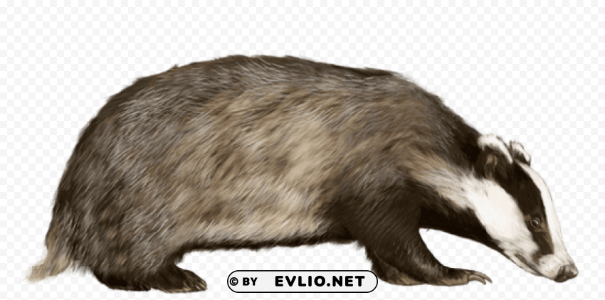 badger looking to the right PNG with clear overlay