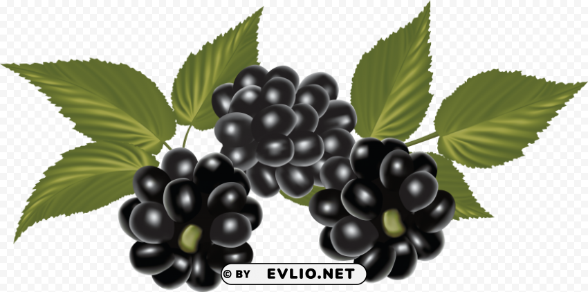 blackberry PNG transparent images extensive collection clipart png photo - cfe0f23e
