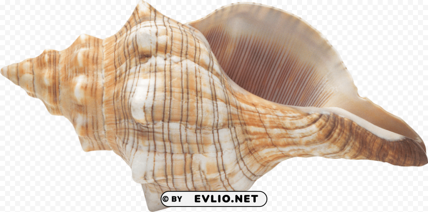 conch PNG for educational projects