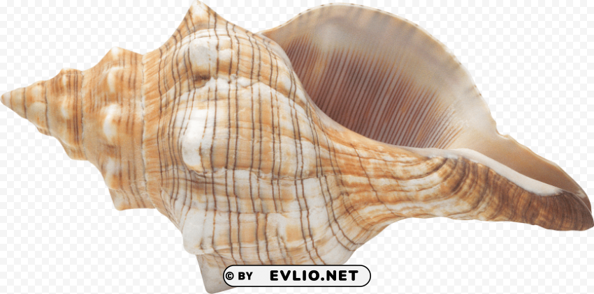 Conch PNG For Educational Projects