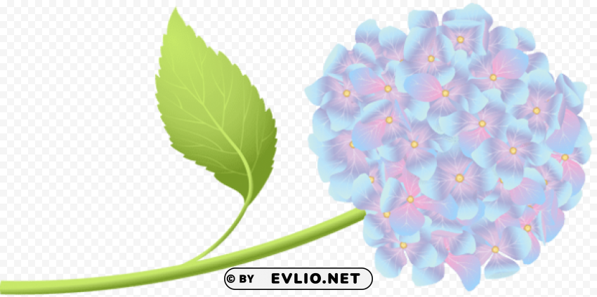 hortensia PNG graphics with transparent backdrop