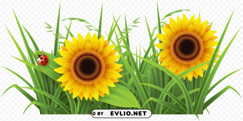 sun flowers and grass Isolated Character in Clear Transparent PNG