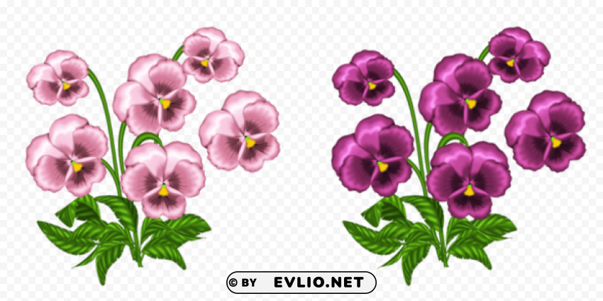 pink violets Transparent PNG Isolated Illustrative Element