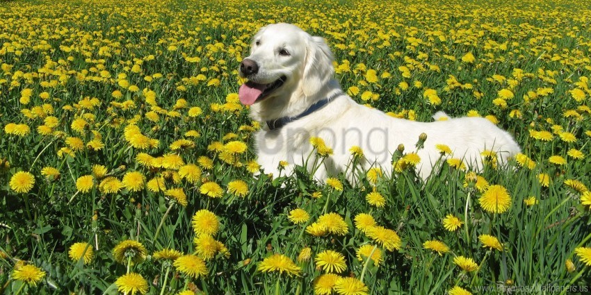 dog flowers grass labrador retriever walk wallpaper Isolated Subject in Clear Transparent PNG