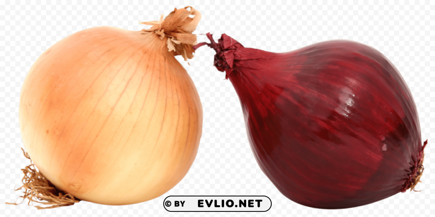 fresh onions PNG images alpha transparency