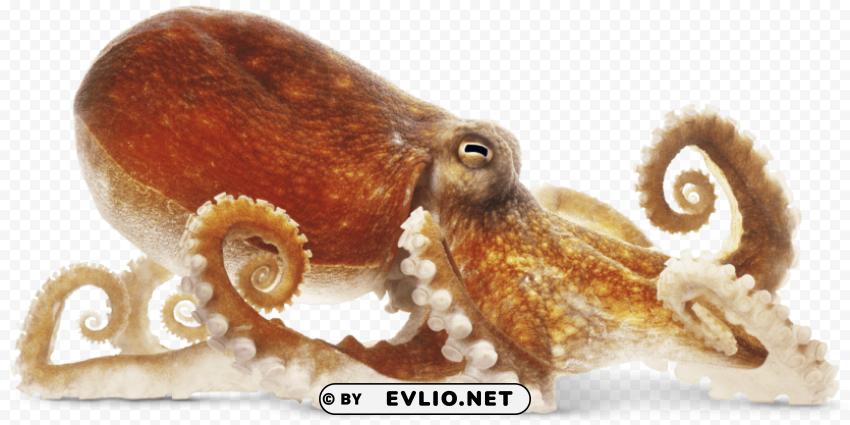 octupus on ground PNG Image with Transparent Background Isolation