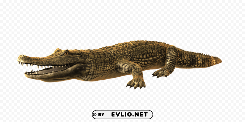 caiman PNG Isolated Object on Clear Background