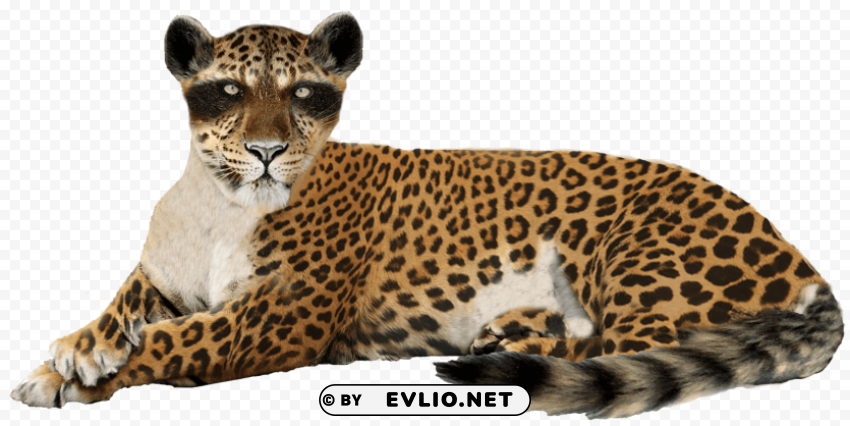 cheetah s Isolated Subject with Clear Transparent PNG