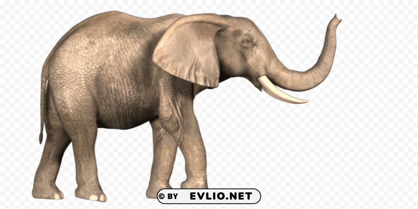 elephant Clean Background Isolated PNG Object