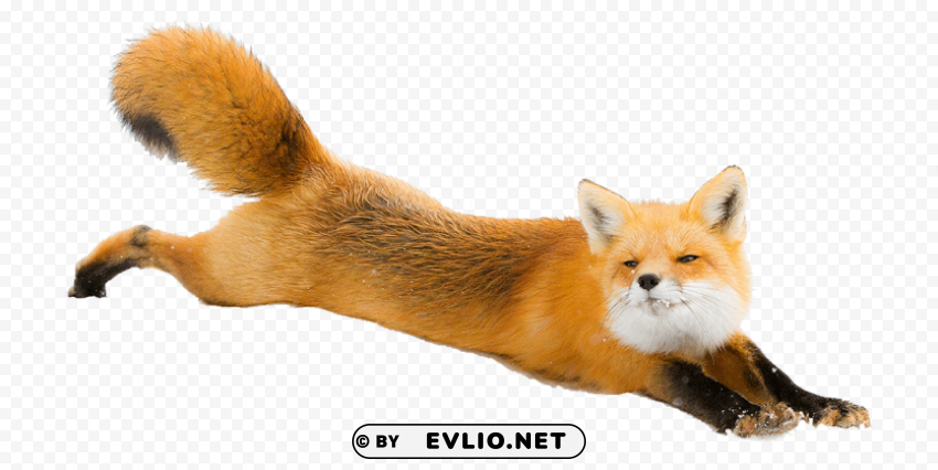 fox Free PNG images with alpha transparency