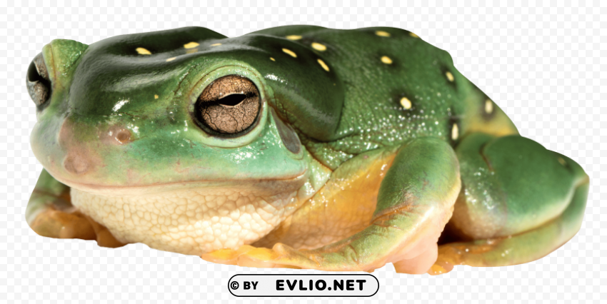 Frog Isolated Illustration On Transparent PNG