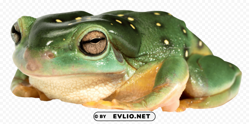 Frog Transparent Background PNG Isolated Graphic