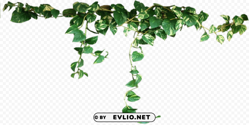 plants PNG cutout