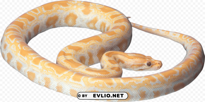 snake PNG files with clear background bulk download