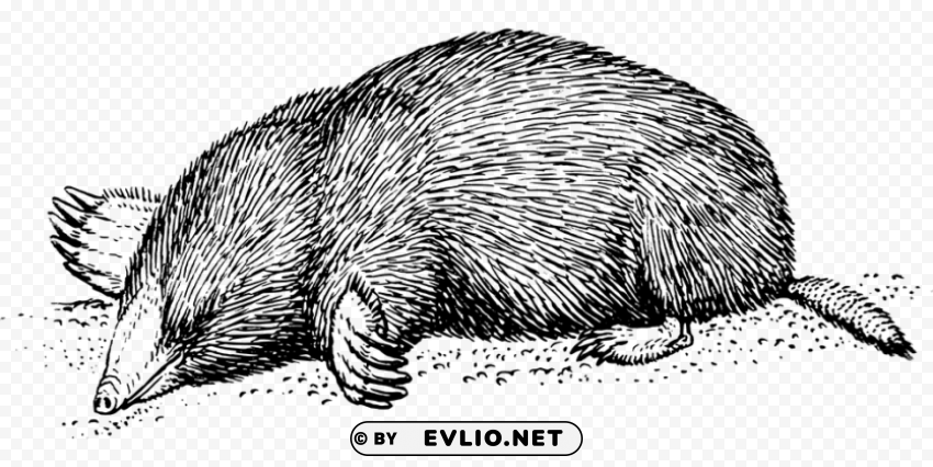 vintage mole drawing PNG download free