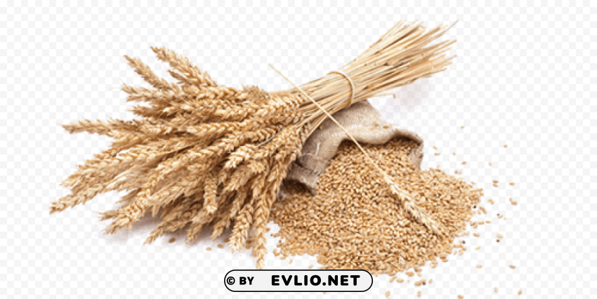 Wheat PNG for blog use