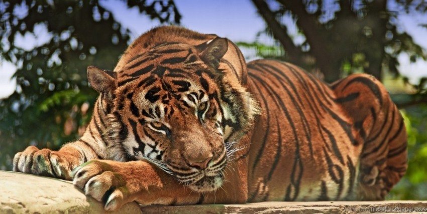 aggression big cat predator snout tiger wallpaper PNG transparent pictures for editing