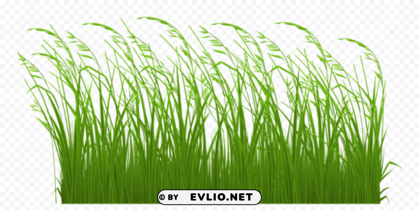 decorative grasspicture PNG images without BG