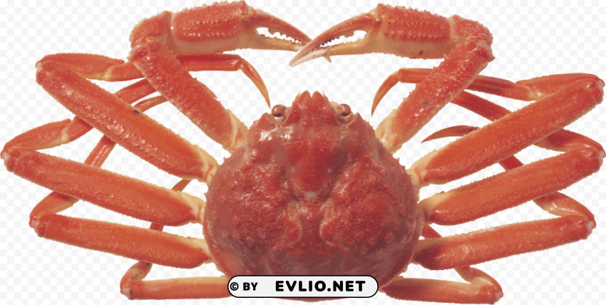 crab Isolated Design Element on PNG