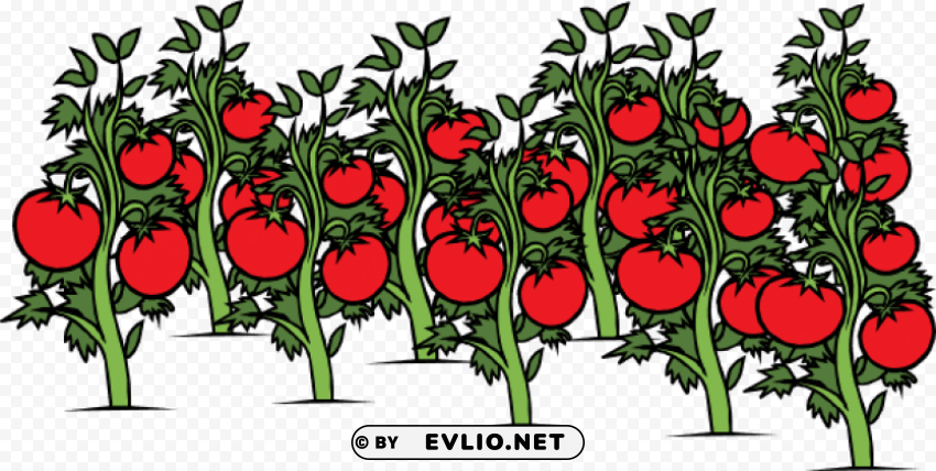tomato plant Transparent PNG Isolated Graphic Detail
