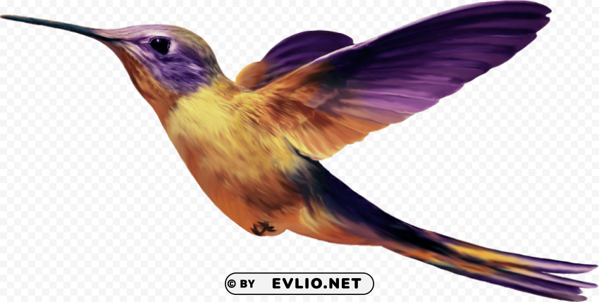 bird PNG clipart