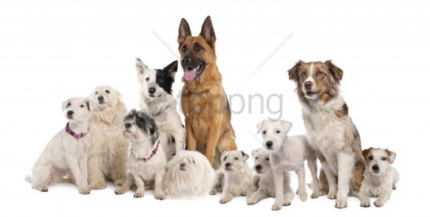 dogs set sit variety wallpaper PNG Illustration Isolated on Transparent Backdrop
