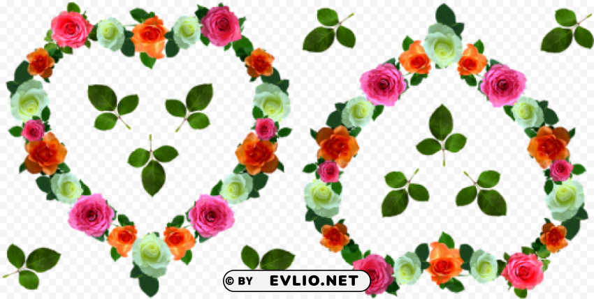 evergreen rose PNG no watermark PNG transparent with Clear Background ID 145172dc