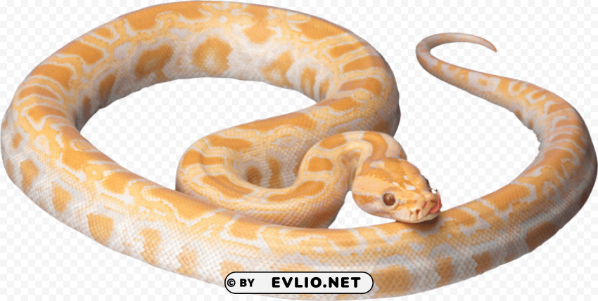 vipers Transparent Background Isolated PNG Character