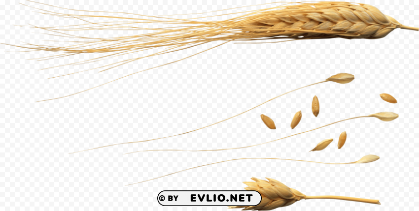 wheat Clean Background Isolated PNG Icon