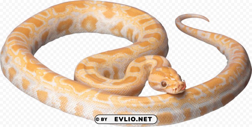 yellow snake PNG clipart with transparent background