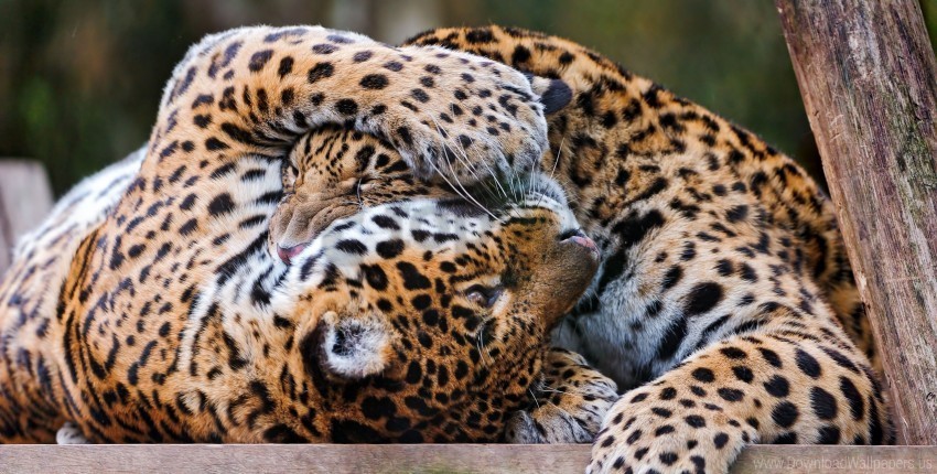 couple leopards playful predators wallpaper PNG transparent photos assortment