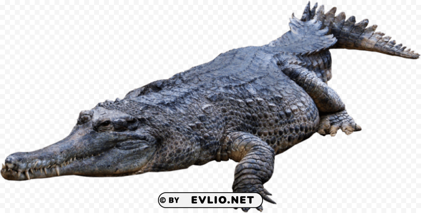 crocodile Isolated Design on Clear Transparent PNG
