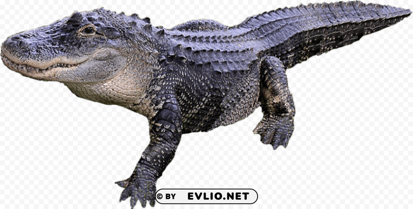 crocodile Isolated Element on HighQuality PNG