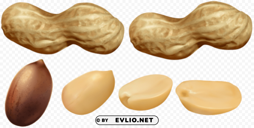 peanuts PNG Isolated Illustration with Clarity clipart png photo - 0573fcae