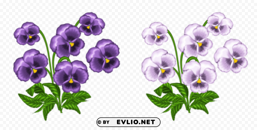 purple and white violets Transparent PNG Isolated Illustration