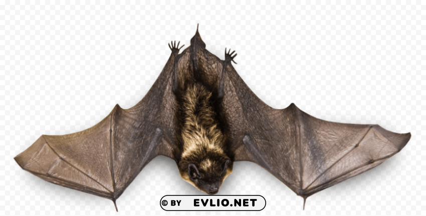 Quick Bat - High-Quality Images - Image ID 57163698 Isolated Element in HighQuality PNG