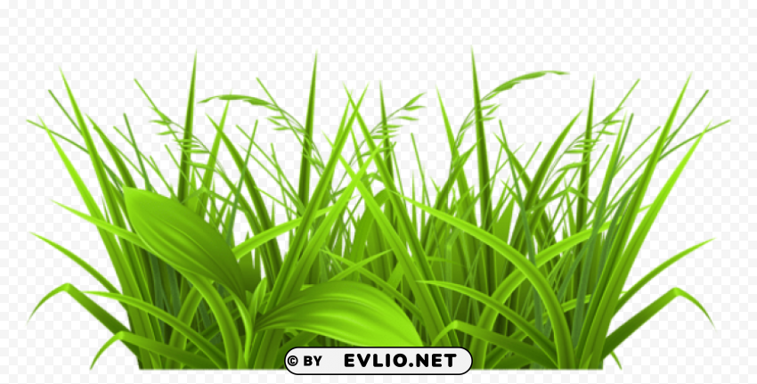 PNG image of decorative grass PNG images with transparent elements with a clear background - Image ID 284b71bf