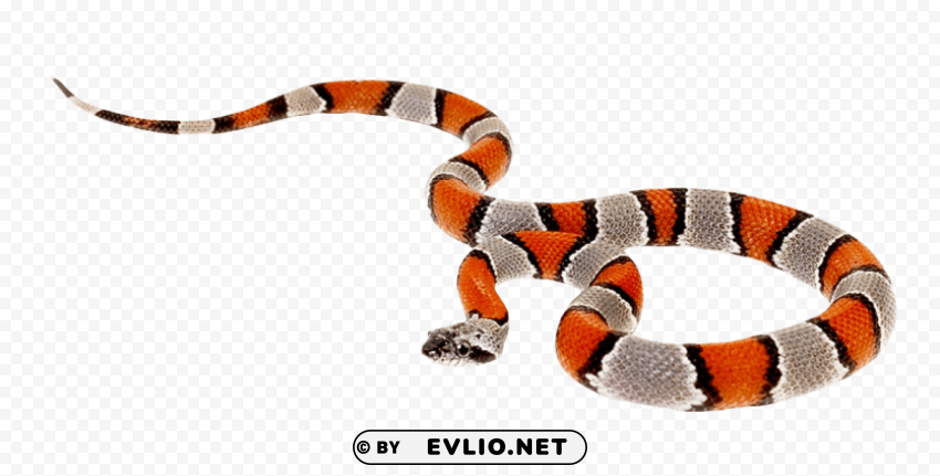 snake PNG for blog use