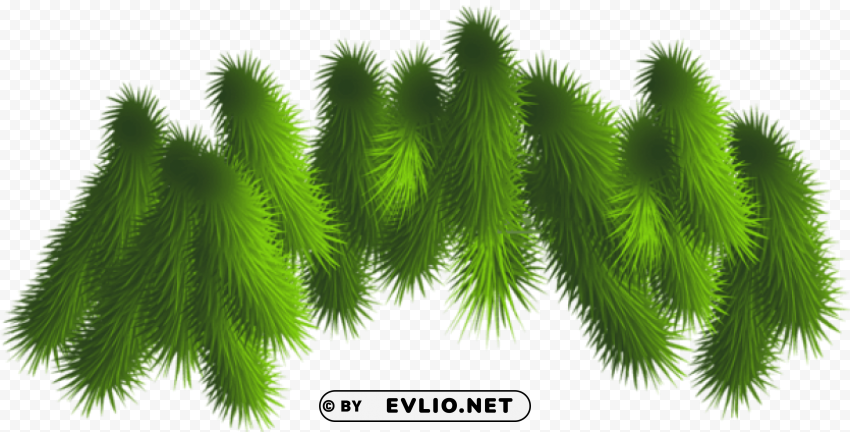  Pine Branches Isolated Item On Clear Transparent PNG